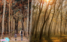 'Lạc trôi' vào khu rừng cao su ở Bình Dương mùa thay lá, một góc trời vàng ruộm lãng mạn như phim Hàn