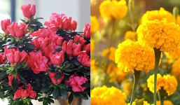 5 loại hoa trồng trong nhà mang lại xui xẻo, tài lộc tiêu tan cho gia chủ