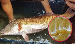 Việt Nam có 1 loài cá được cả thế giới “săn lùng”, chỉ riêng phần bong bóng đã quý hơn vàng