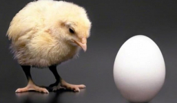 Đáp án cho câu hỏi con gà có trước hay quả trứng có trước, áp dụng kiến thức khoa học chính xác 100%