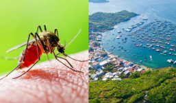 Một hòn đảo của Việt Nam nuôi, thả muỗi nhiễm khuẩn khiến nhiều người nhăn mặt, lý do thật sự gây bất ngờ