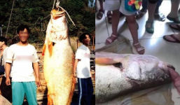 Câu được con cá quý hiếm nặng 72kg, người đàn ông bán được 10 tỷ đồng rồi “mất tích” trong đêm