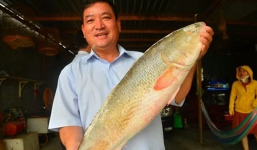 Loài cá của Việt Nam được thế giới săn lùng vì có bộ phận “quý hiếm” giá hơn 1 tỷ đồng