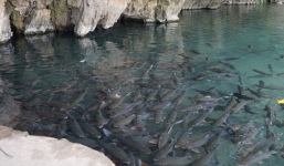 Xôn xao đàn “cá thần” hàng nghìn con ở Thanh Hóa bơi ra từ mạch nước ngầm không bao giờ cạn