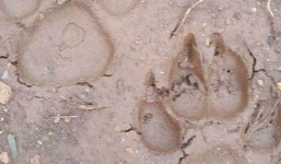 Sau 1 đêm mưa lớn, phát hiện 2 dấu chân hổ ở Sơn La to như bát ăn cơm, chính quyền cảnh báo