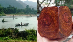 Chèo thuyền đi bắt cá, người đàn ông Quảng Bình vớt được loại gỗ đắt nhất thế giới, giá hàng chục tỷ đồng