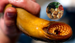 Loài cá có hình thù đáng sợ đang trở thành cơn ác mộng ở nhiều nơi, tại Việt Nam lại là món ăn ngon