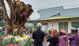 Gốc cây tại Gia Lai bỗng nhiên có nhiều người dân đến đặt hoa cầu nguyện, chính quyền địa phương lên tiếng