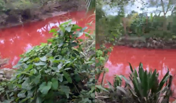 Nước kênh ở Tiền Giang chuyển màu đỏ tươi, người dân vừa thấy đã chạy, nguyên nhân do dâu?