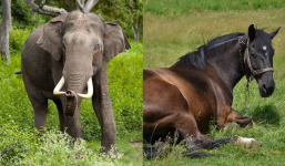Vì sao con voi có thể sống sót dù bị gãy chân, còn ngựa bị gãy chân chỉ có thể tìm cách an tử?