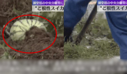 Vì sao Nhật Bản huy động đến 8 công nhân để 'giải cứu' 1 quả dưa hấu mọc ven đường?