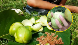 Một loại quả lâu đời ở Việt Nam rụng đầy không ai thèm ăn, giờ thành đặc sản một vùng được săn lùng