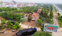 Khám phá Tổng kho Tùng la hán và cây cảnh nhập khẩu TCT trước ngày khai trương