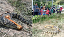 Bắt được con cá sấu nặng 20kg ngay trước cửa nhà dân tại Bạc Liêu