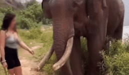 Cầm chuối trêu voi, cô gái gặp họa vì phản ứng không ngờ của chú voi