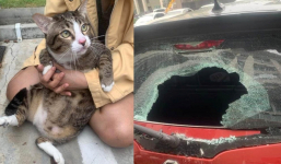 Phát hiện con mèo 8,5kg rơi trúng ô tô làm vỡ kính xe, chủ xe còn phải mang 'báo thủ' này về nhà nuôi