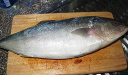 Loài cá có tên 'ngượng đỏ mặt' là đặc sản tại Việt Nam, nhiều người tò mò 'săn lùng'