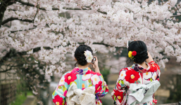 Khoảng gần 50.000 khách du lịch Việt Nam đến Nhật ngắm hoa anh đào
