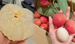 Loại vải đặc sản Hưng Yên siêu to bằng quả trứng gà, giá 1 triệu đồng/thùng vẫn hiếm hàng