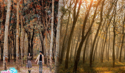 'Lạc trôi' vào khu rừng cao su ở Bình Dương mùa thay lá, một góc trời vàng ruộm lãng mạn như phim Hàn