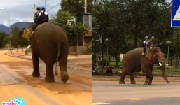Hình ảnh người đàn ông cưỡi voi chở con đi học gây xôn xao, ngầu hơn cả lái siêu xe tiền tỷ