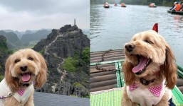 Cún cưng đam mê sống ảo, làm hẳn một series ảnh tại Hang Múa 'đốn tim' netizen
