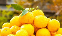 'Ghiền' Vitamin C nhưng bạn đã biết đến bí kíp dưỡng sáng từ quả Yuzu chưa?