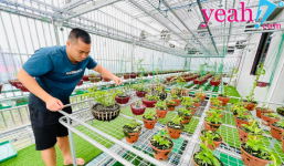 Ông chủ vườn lan Huỳnh Long sở hữu 20 loài lan đột biến đắt đỏ
