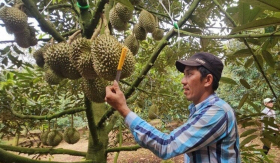 Nghề lạ ở Việt Nam:Chỉ cần nghe tiếng, ngửi mùi loại đặc sản này đã có thể kiếm 2 triệu đồng/ngày