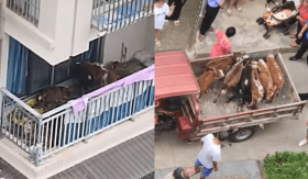 Nuôi 7 con bò ở ban công chung cư, người đàn ông khiến hàng xóm 'phát điên'