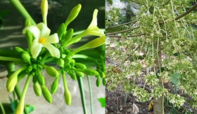 Độc lạ loại hoa trước đây bị “bỏ đi” không ai để tâm, nay 500.000 đồng/kg vẫn “cháy” hàng không đủ bán