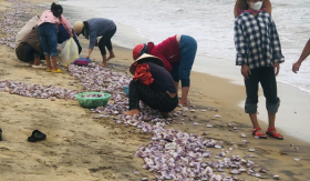 “Lộc trời” hiếm gặp trôi dạt vào bờ biển Hà Tĩnh nhiều vô số, người dân đổ xô ra nhặt kiếm tiền triệu