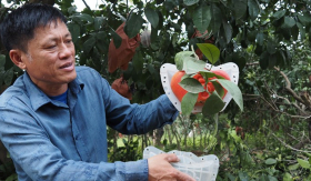 Cận Tết, xuất hiện loại bưởi có hình dáng và màu sắc “độc lạ”, 250.000 đồng/1 quả chưa kịp thu hoạch đã bán hết