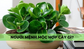 Mệnh mộc hợp cây gì? 11 loại cây phong thủy giúp người mệnh mộc thành công, thịnh vượng