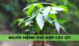 Mệnh thổ hợp cây gì? 10 cây phong thủy thu hút tài lộc, may mắn mà người mệnh thổ nên trồng ngay