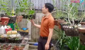 Ông chủ vườn lan nổi tiếng Mạnh Hùng chia sẻ kinh nghiệm trồng lan