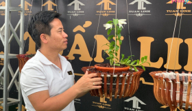 Nguyễn Hữu Tuấn - Người bảo tồn dòng lan đột biến