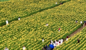 Cánh đồng hoa hướng dương Nghệ An nở rộ: Chụp một tấm ảnh mất cả tiếng