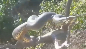 Khoảnh khắc rùng mình: Người chèo thuyền chạm trán trăn anaconda khổng lồ