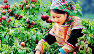 Nên ăn 4 - 5 quả mận mỗi ngày để đem lại lợi ích tối đa cho sức khỏe