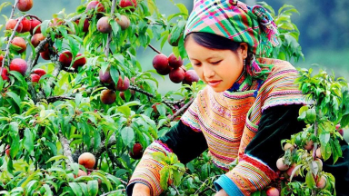 Nên ăn 4 - 5 quả mận mỗi ngày để đem lại lợi ích tối đa cho sức khỏe