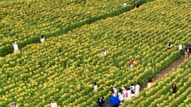 Cánh đồng hoa hướng dương Nghệ An nở rộ: Chụp một tấm ảnh mất cả tiếng