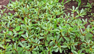 Loại rau mọc đầy ven đường tại Việt Nam nhưng ít người ăn, hóa ra là bài thuốc 'giúp trường thọ'