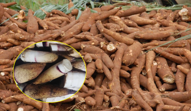 Chuyên gia cảnh báo những thực phẩm tự chứa chất cực độc xyanua, lưu ý khi chế biến