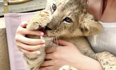 Cà phê ôm sư tử gây tranh cãi ở Trung Quốc