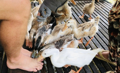 Độc đáo 'massage vịt' ở xứ cồn miền Tây