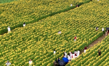 Cánh đồng hoa hướng dương Nghệ An nở rộ: Chụp một tấm ảnh mất cả tiếng