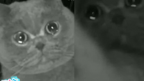 Bị bỏ ở nhà 1 mình suốt dịp tết, chú mèo vừa cào camera vừa rưng rưng nước mắt gọi chủ