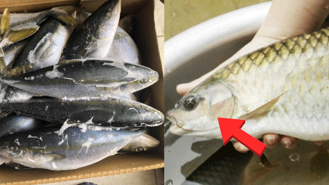 Những loại cá không nên mua, chuyên gia nghe thấy tên liền lắc đầu cấm tiệt