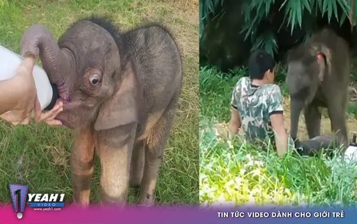 Khoảnh khắc đáng yêu khi chú voi con bị bỏ rơi nằm trong lòng một người chăm sóc